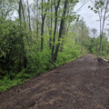 Truck tracks.jpg