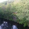 UP through the trees.jpg